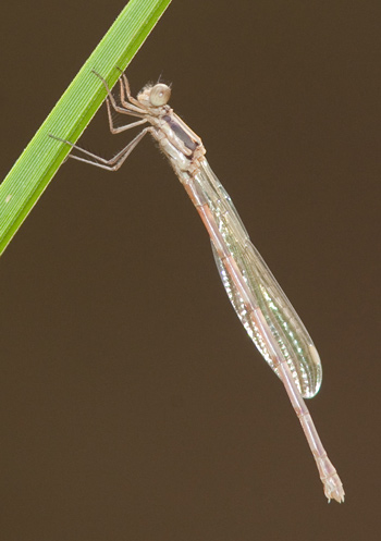 Austrolestes leda